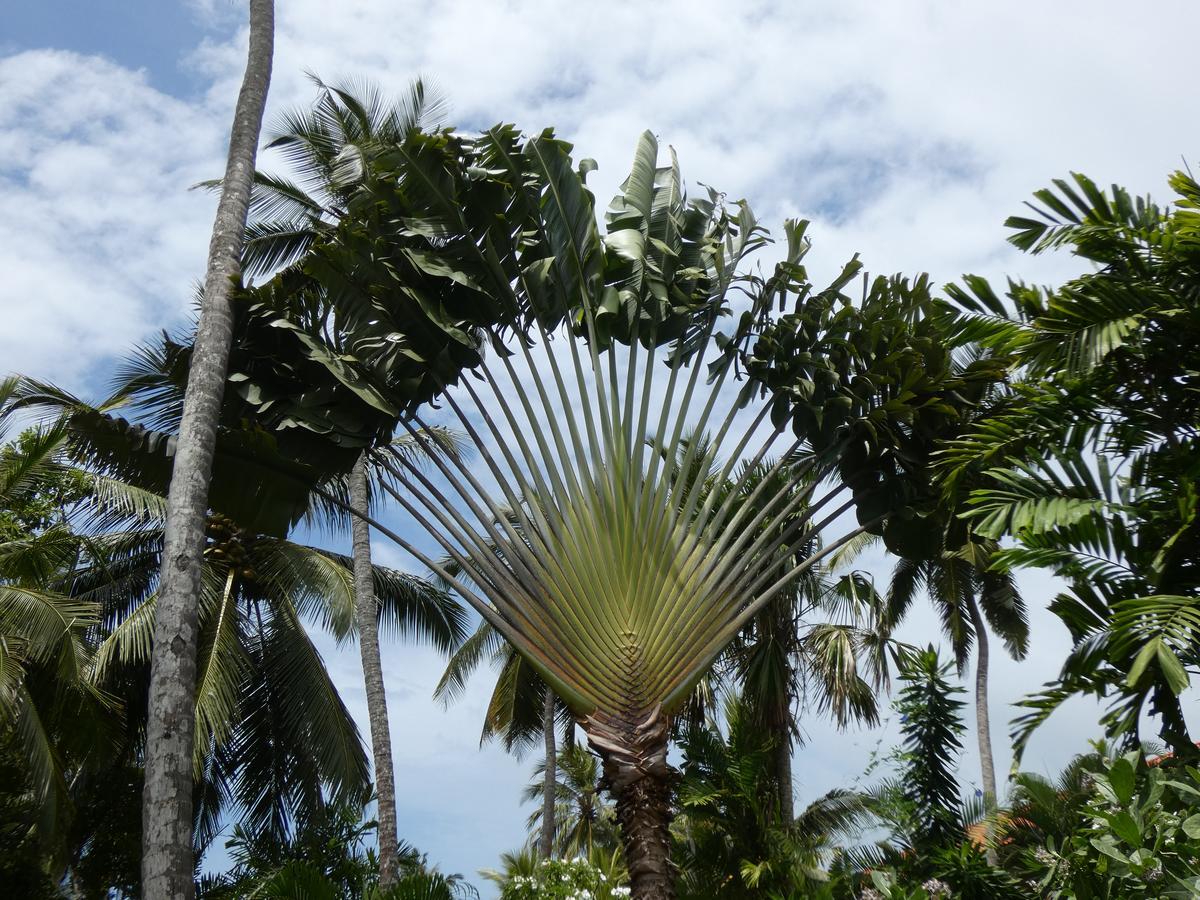 Pahalage Guesthouse Beruwala Bagian luar foto