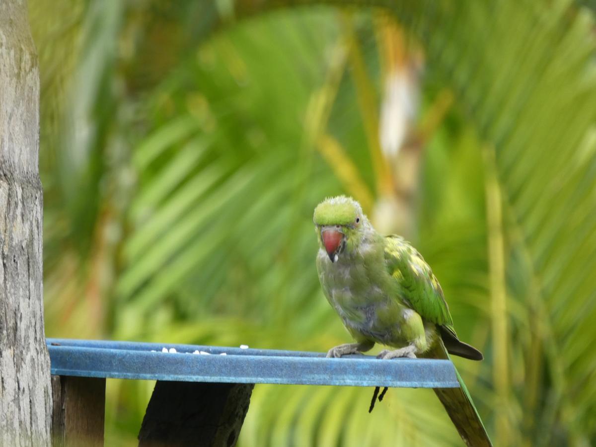 Pahalage Guesthouse Beruwala Bagian luar foto