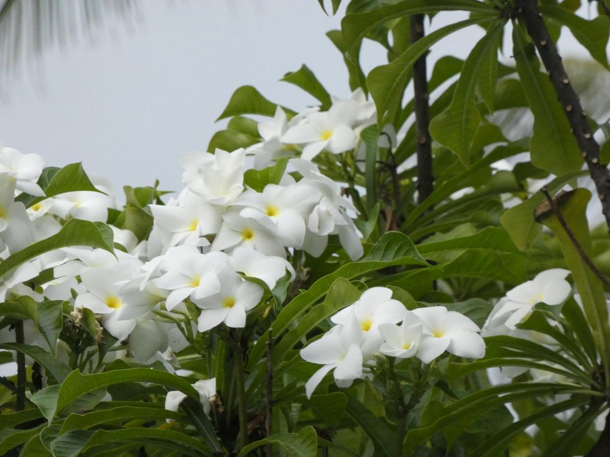 Pahalage Guesthouse Beruwala Bagian luar foto